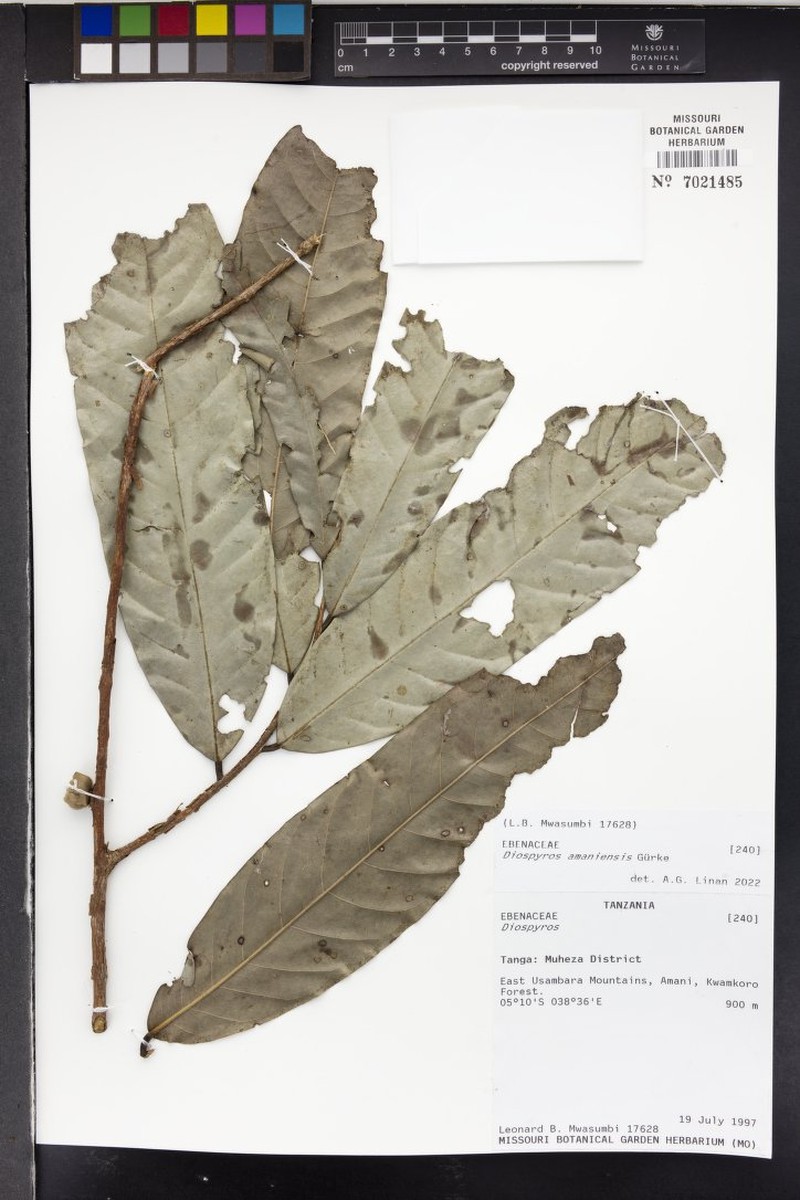 Diospyros amaniensis photo 4