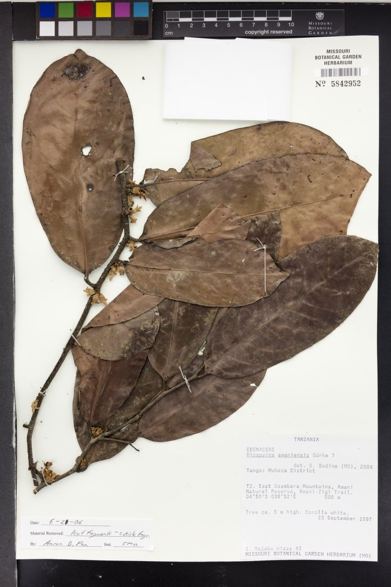 Diospyros amaniensis photo 5