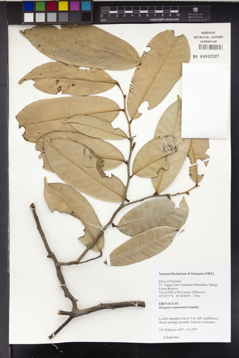Diospyros amaniensis photo 6