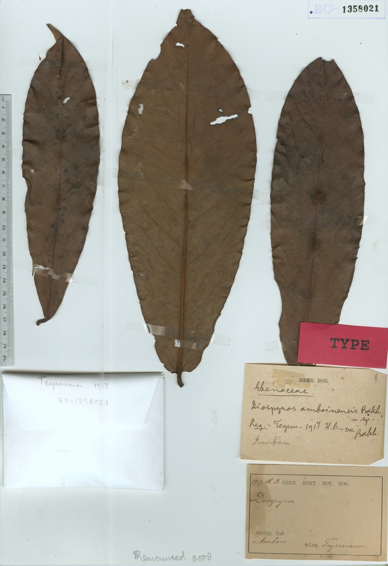 Diospyros amboinensis