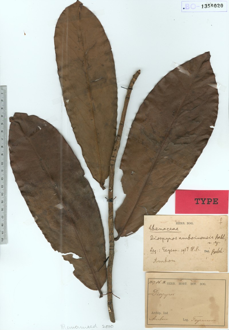Diospyros amboinensis photo 2