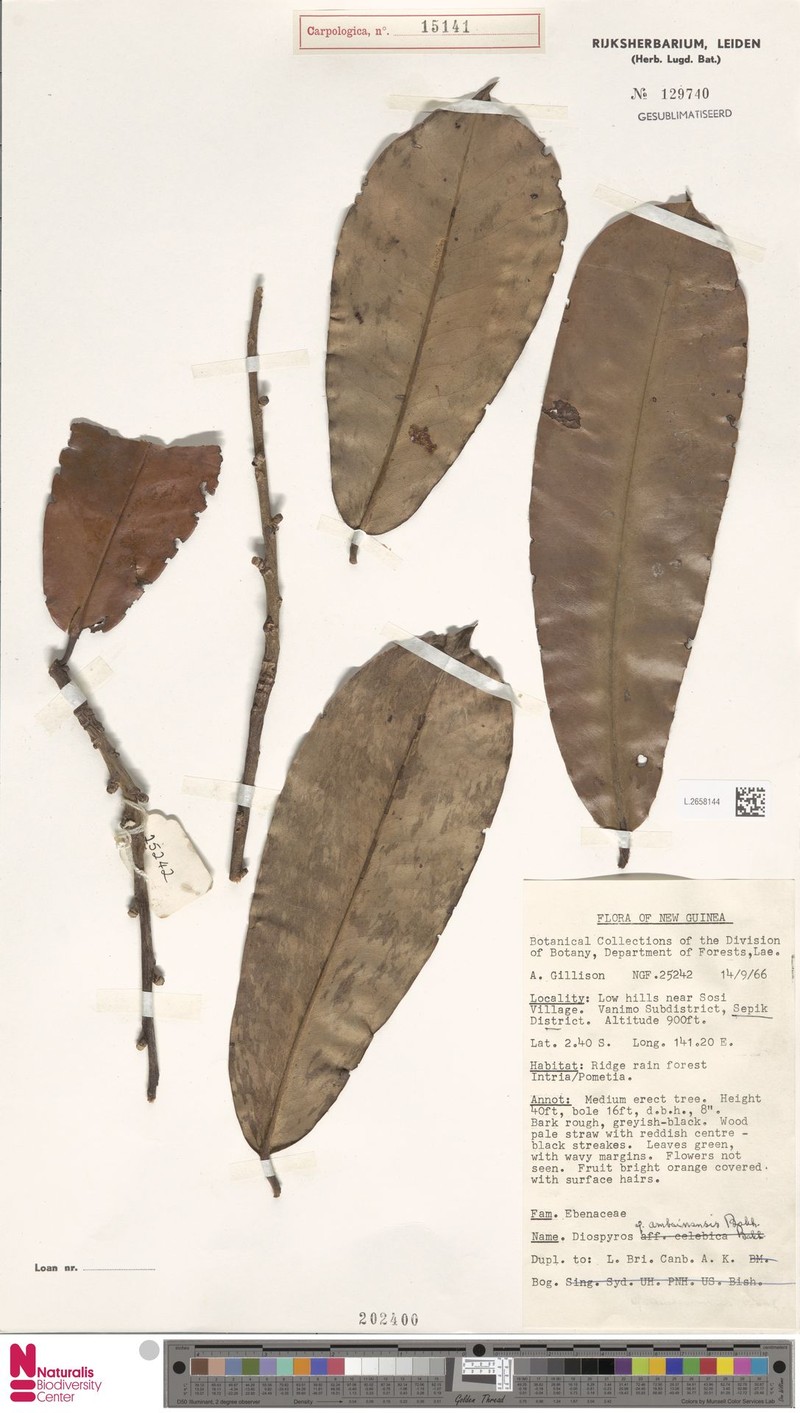 Diospyros amboinensis photo 3