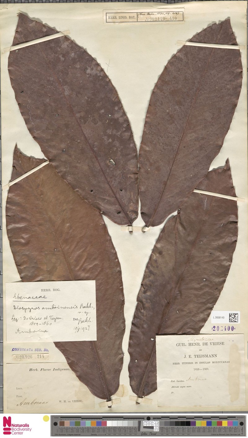 Diospyros amboinensis photo 4