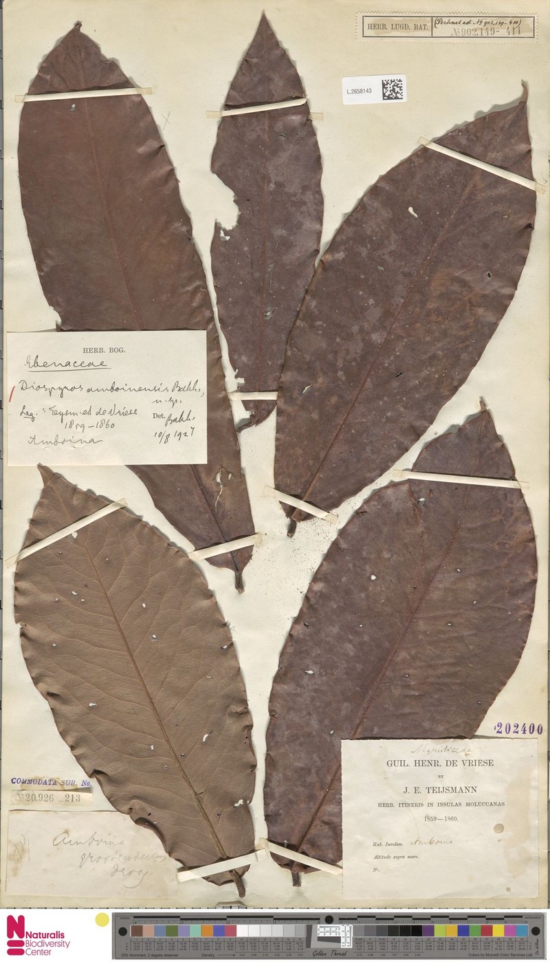 Diospyros amboinensis photo 5
