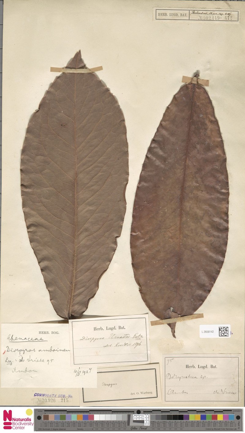 Diospyros amboinensis photo 6