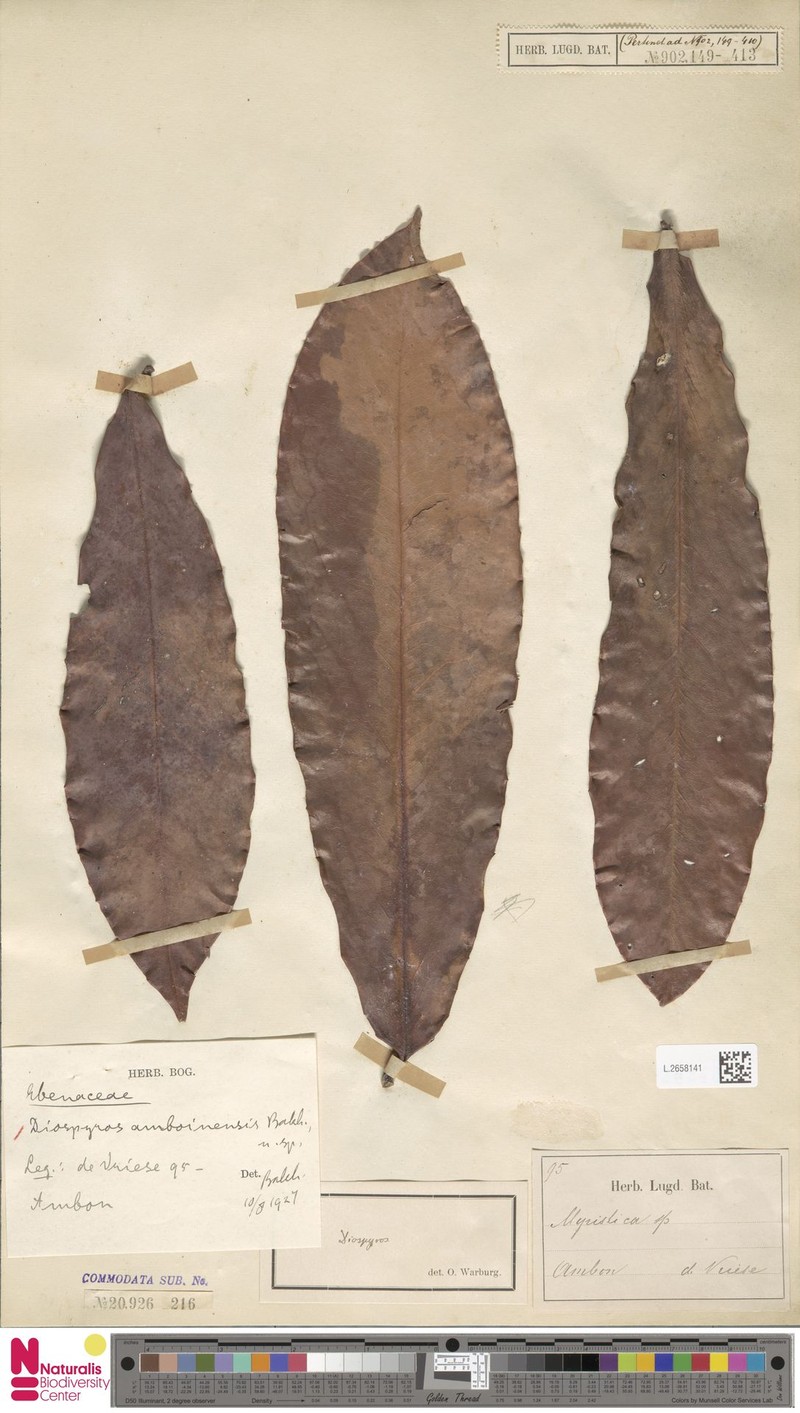 Diospyros amboinensis photo 7