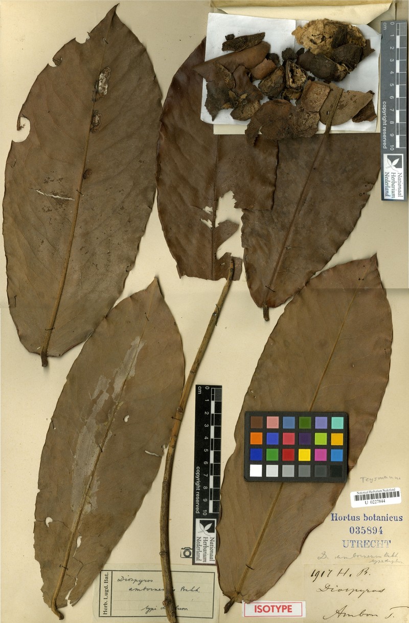 Diospyros amboinensis photo 8