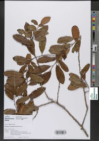 Diospyros analamerensis