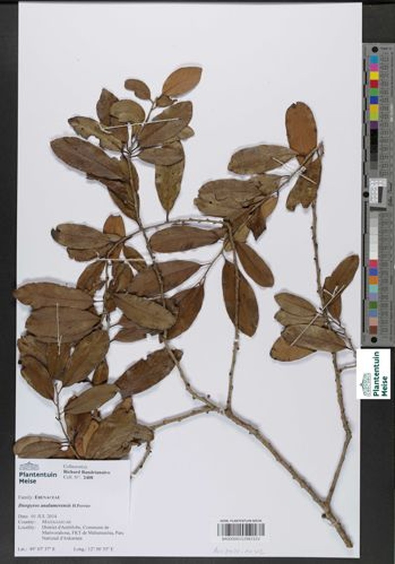 Diospyros analamerensis