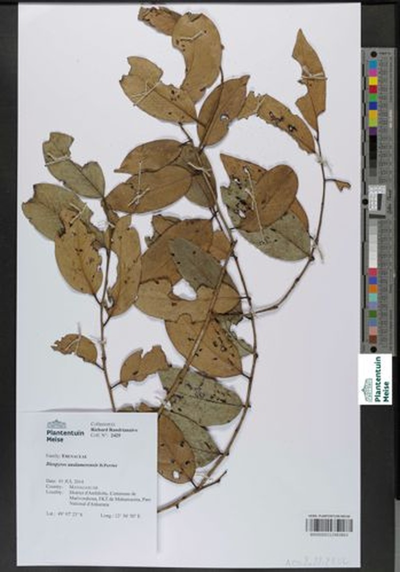 Diospyros analamerensis photo 2