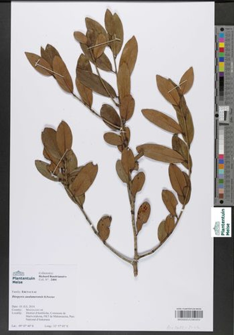 Diospyros analamerensis photo 3