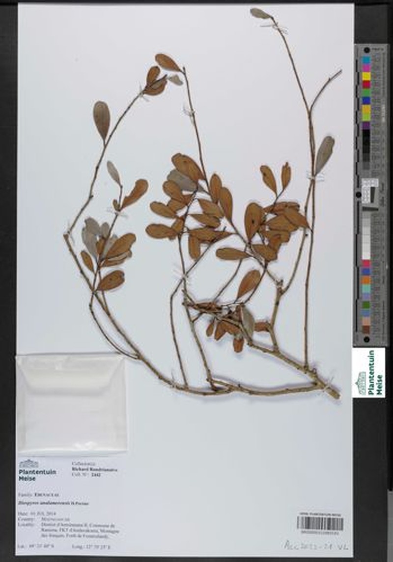 Diospyros analamerensis photo 4