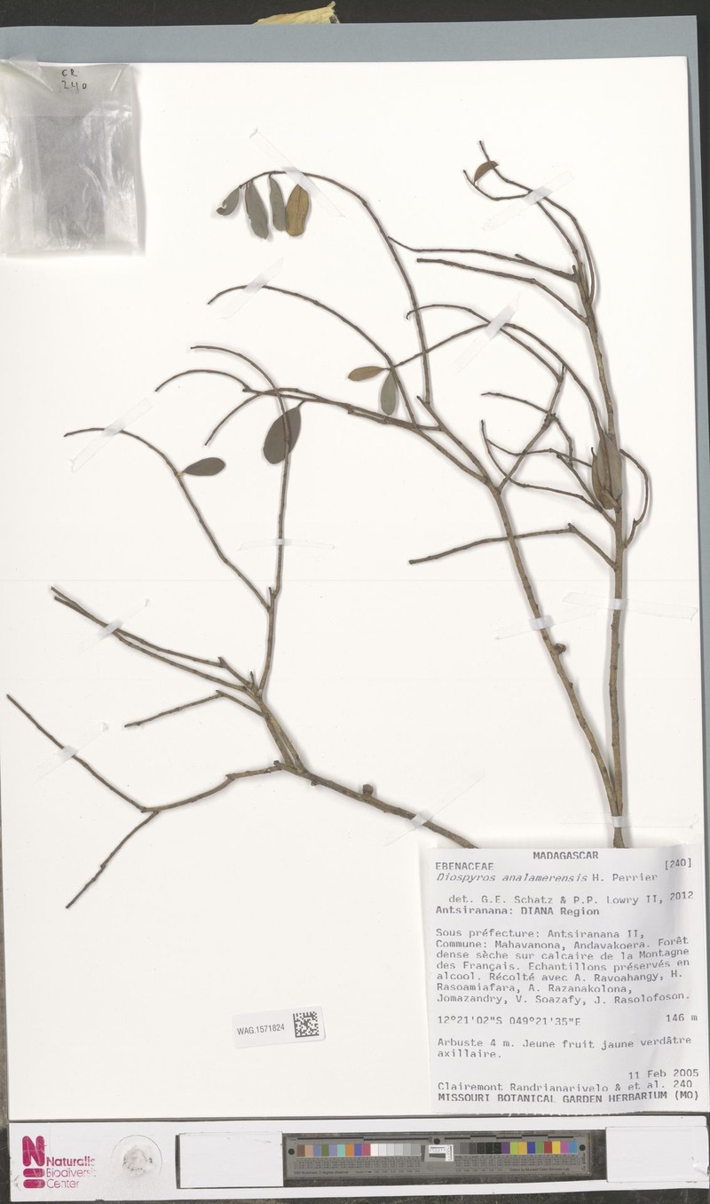Diospyros analamerensis photo 5