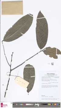 Diospyros andamanica