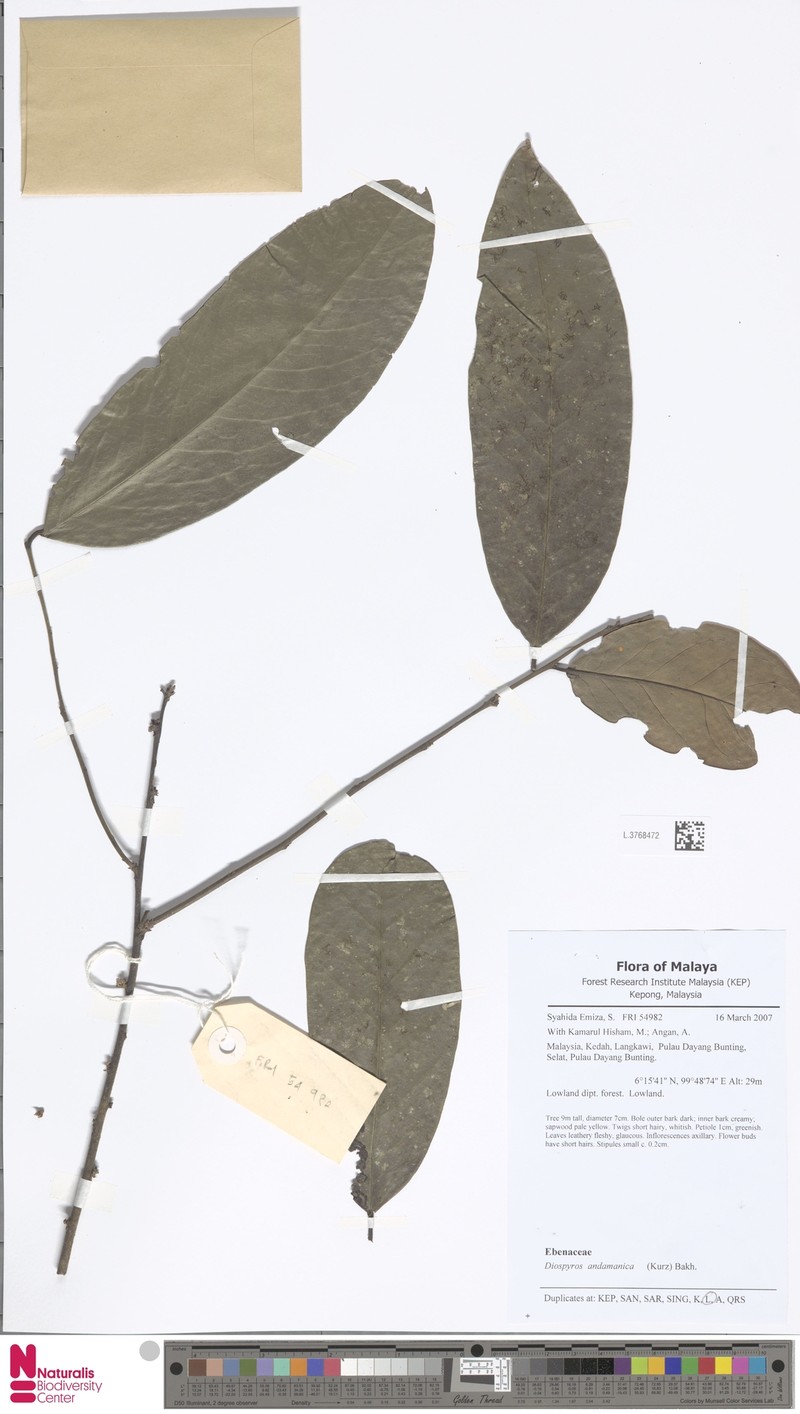 Diospyros andamanica