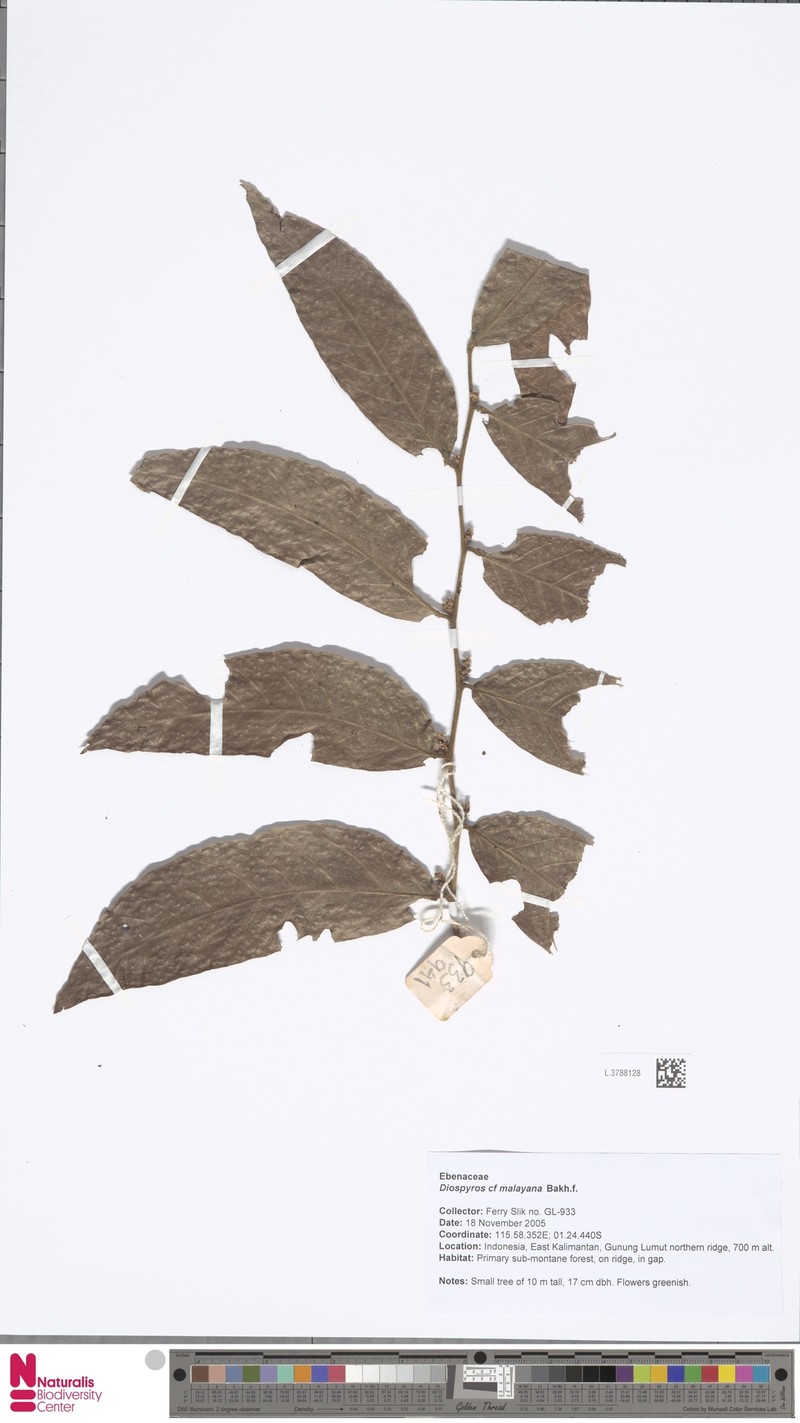 Diospyros andamanica photo 3