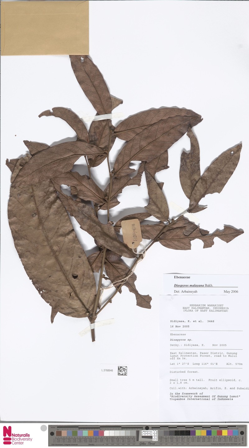 Diospyros andamanica photo 4