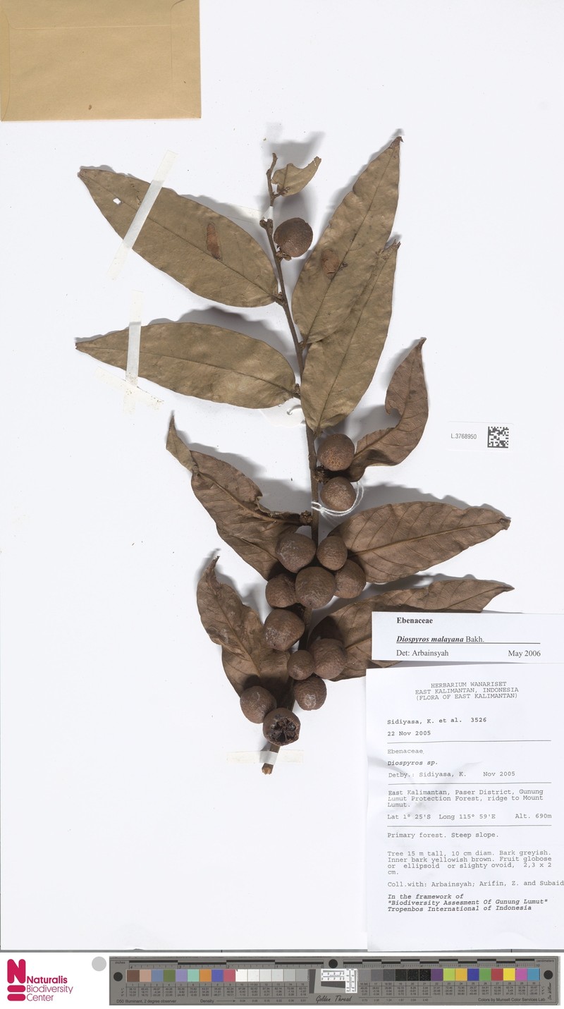 Diospyros andamanica photo 5