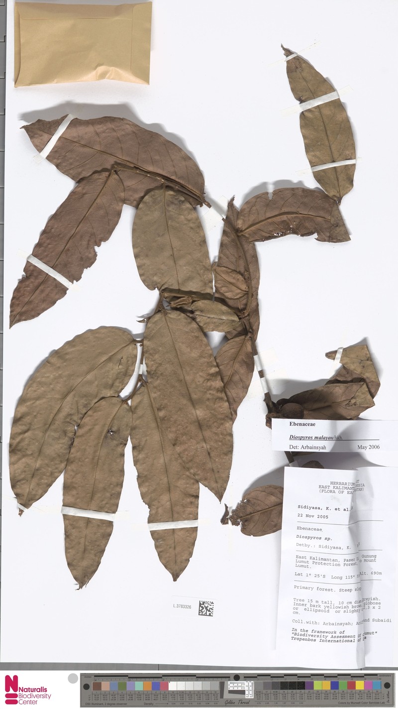 Diospyros andamanica photo 6