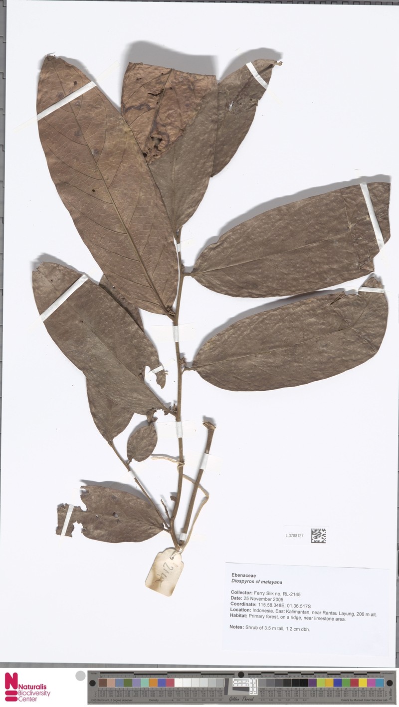 Diospyros andamanica photo 7