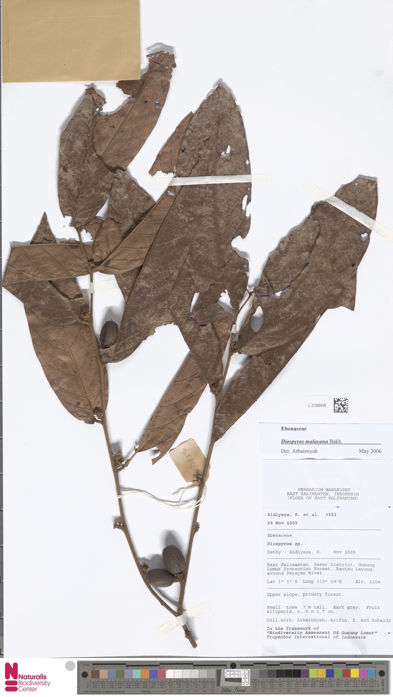 Diospyros andamanica photo 8