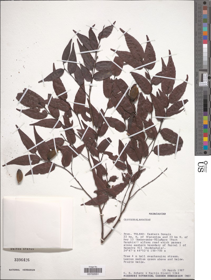 Diospyros andohahelensis