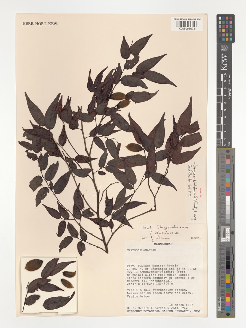 Diospyros andohahelensis photo 2