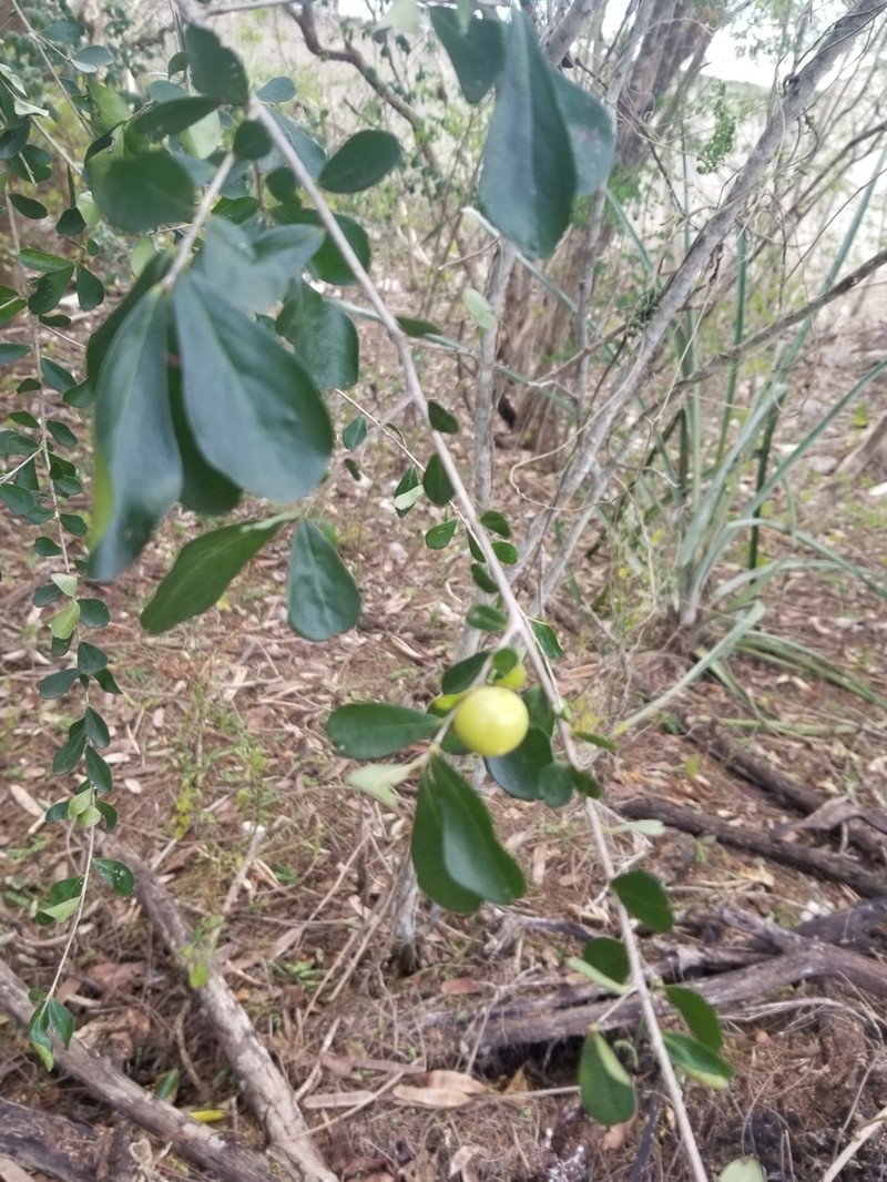 Diospyros anisandra