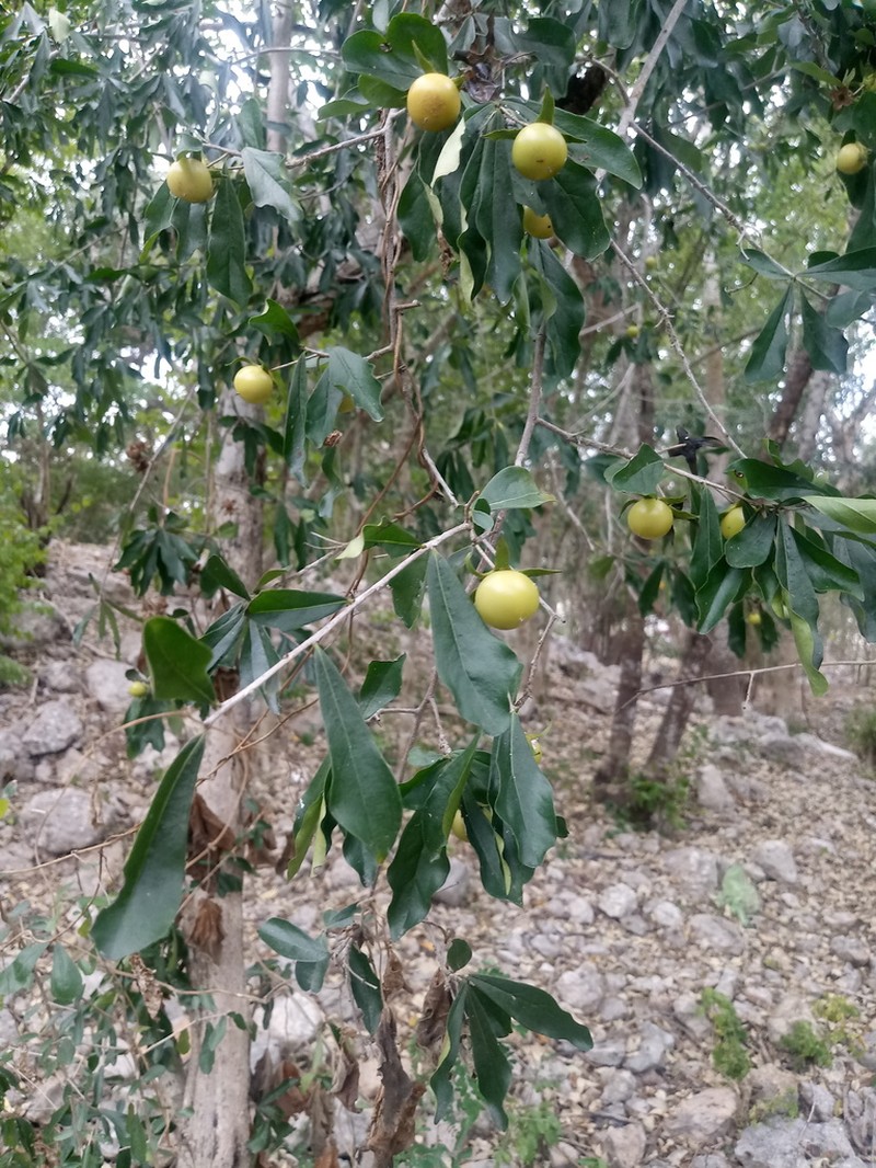 Diospyros anisandra photo 2