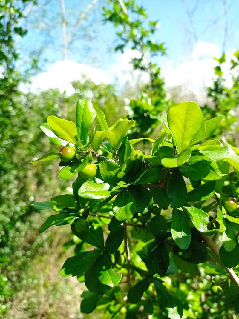 Diospyros anisandra photo 3
