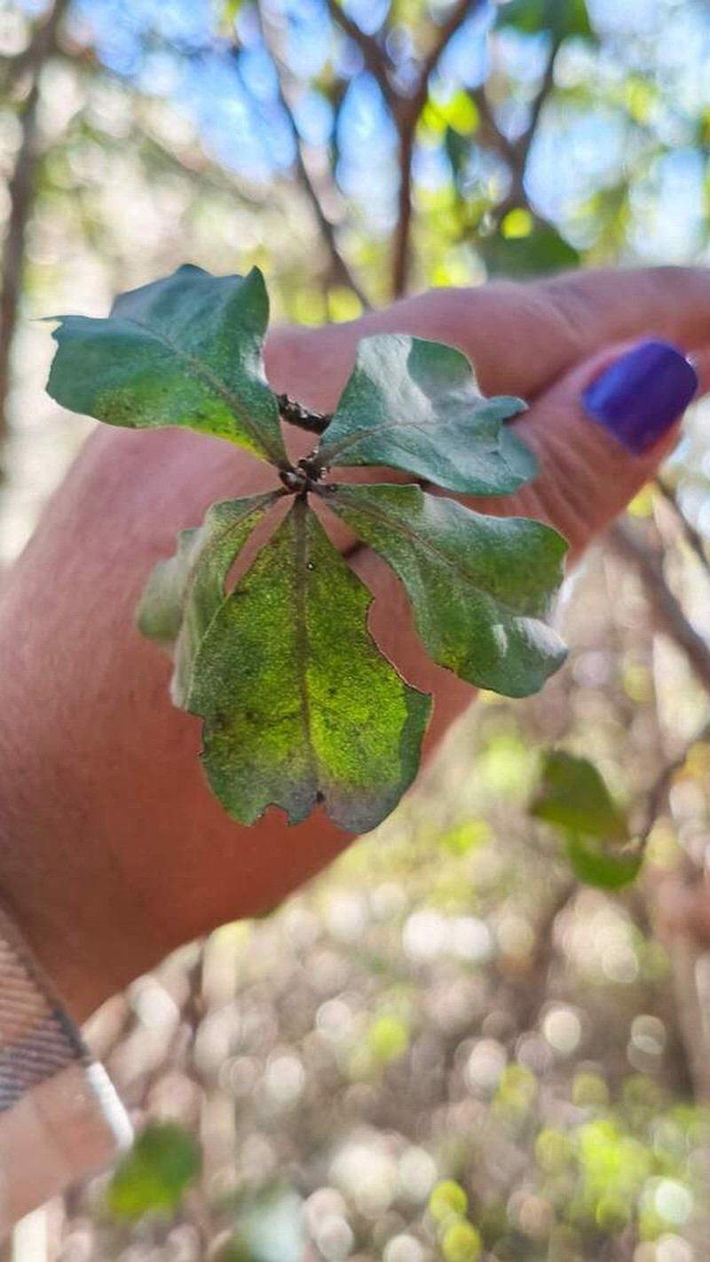 Diospyros anisandra photo 4
