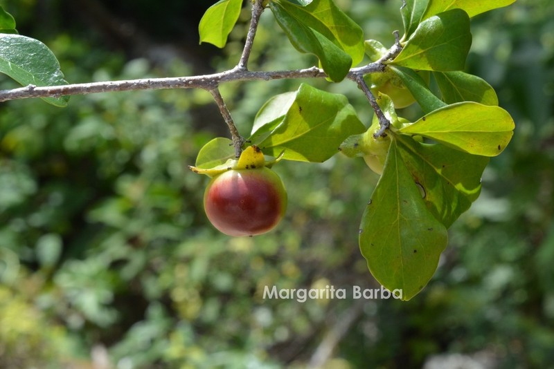 Diospyros anisandra photo 5