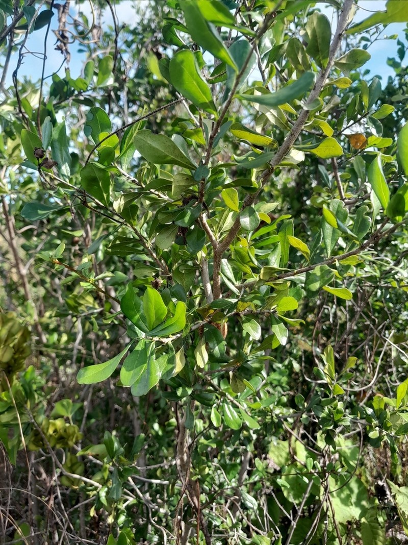 Diospyros anisandra photo 6
