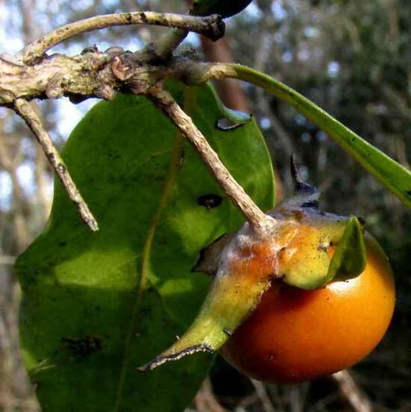 Diospyros anisandra photo 7