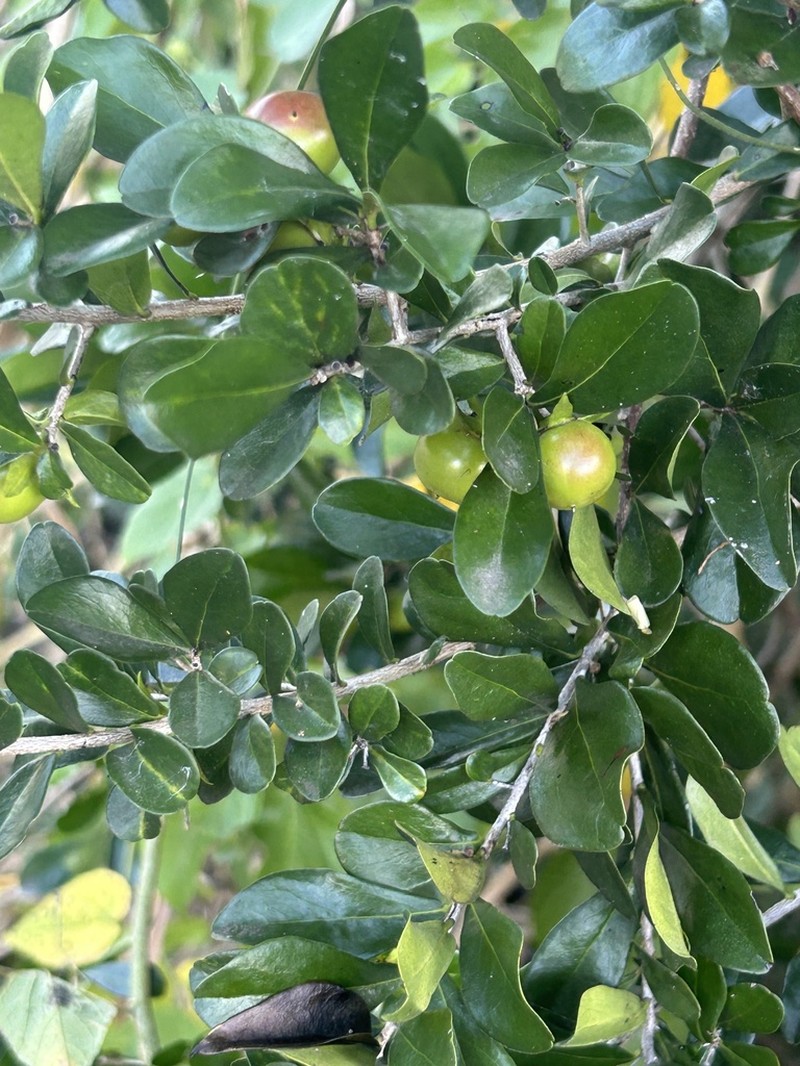 Diospyros anisandra photo 8