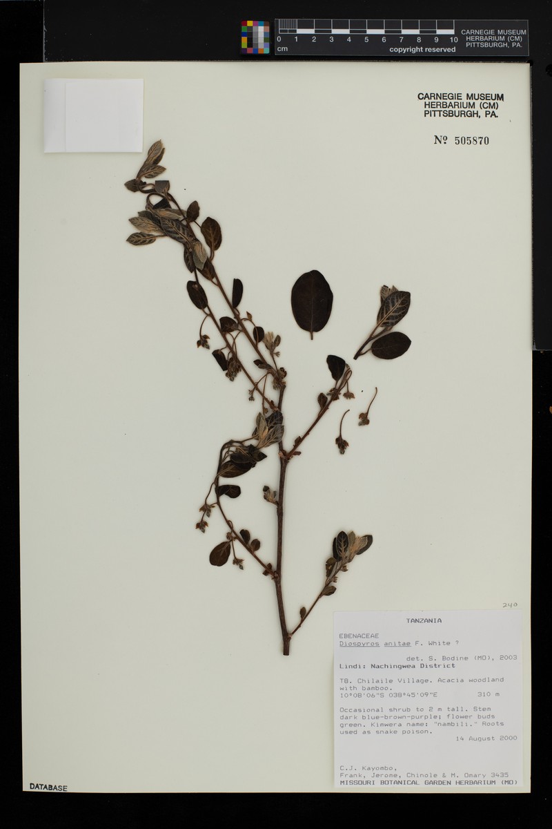 Diospyros anitae
