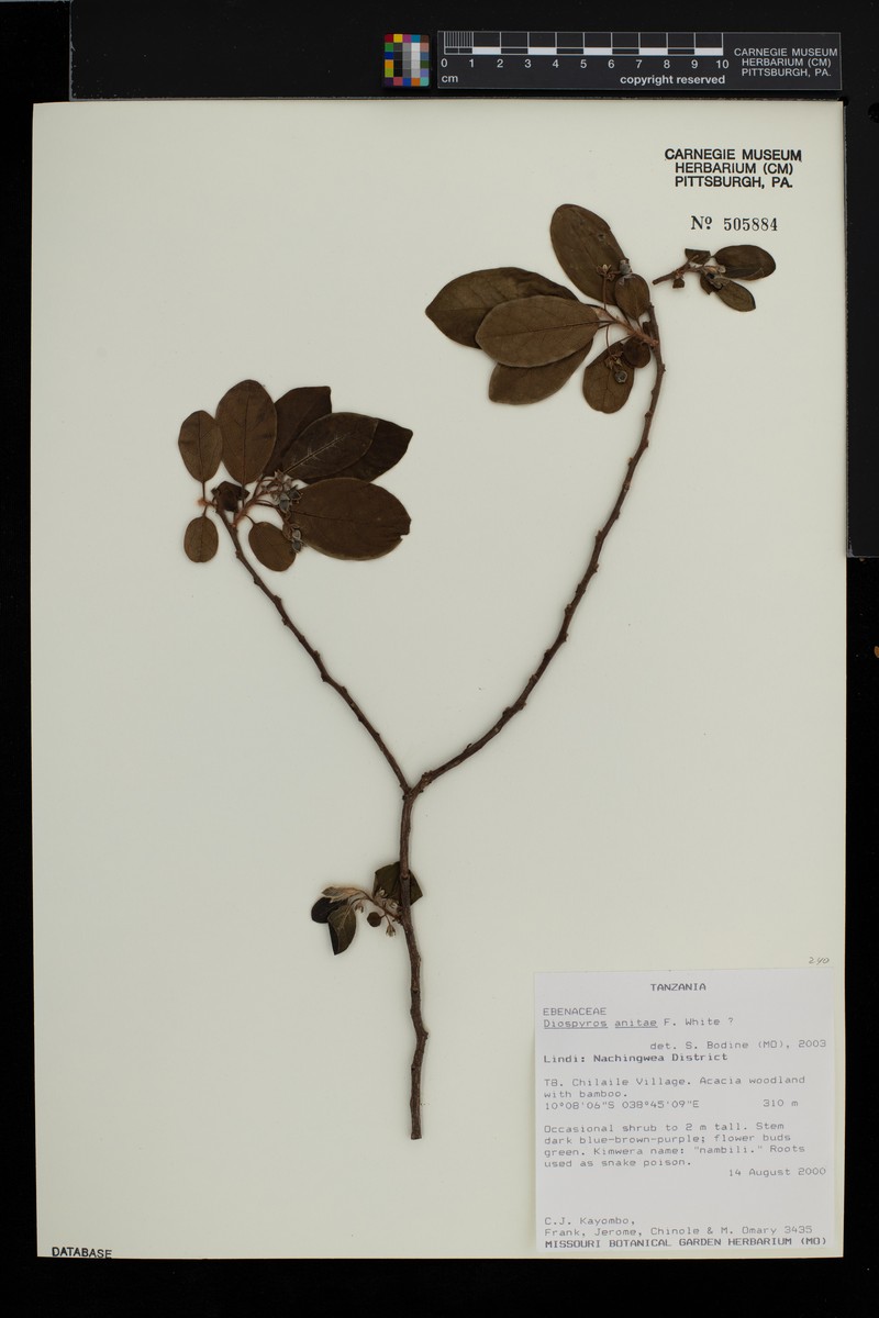 Diospyros anitae photo 2