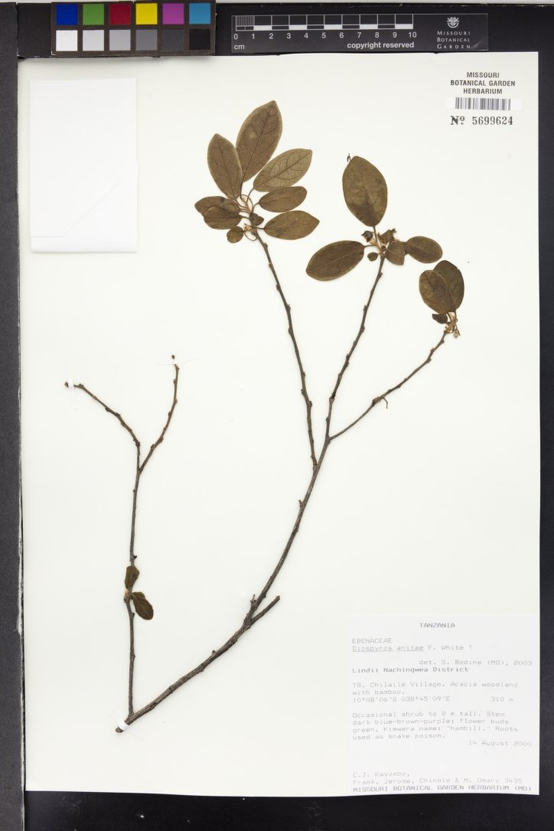 Diospyros anitae photo 3