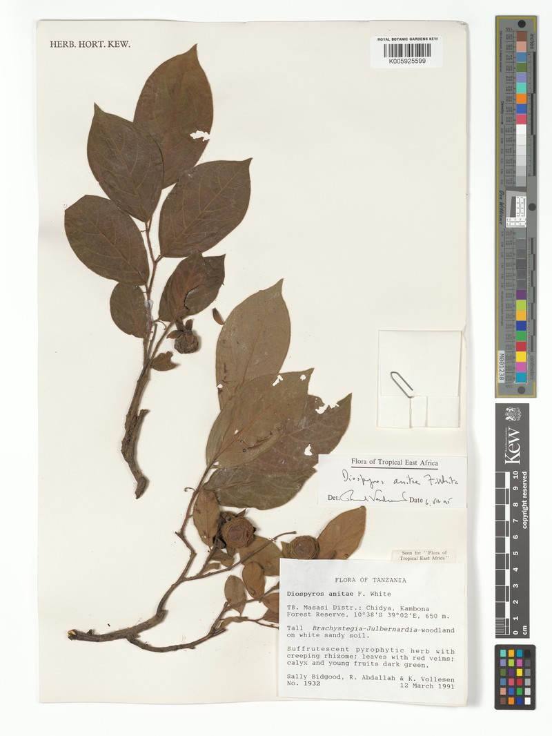 Diospyros anitae photo 4