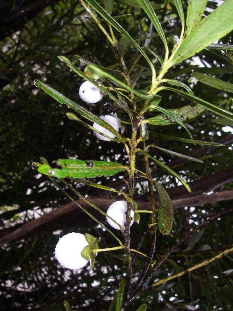 Diospyros anosivolensis
