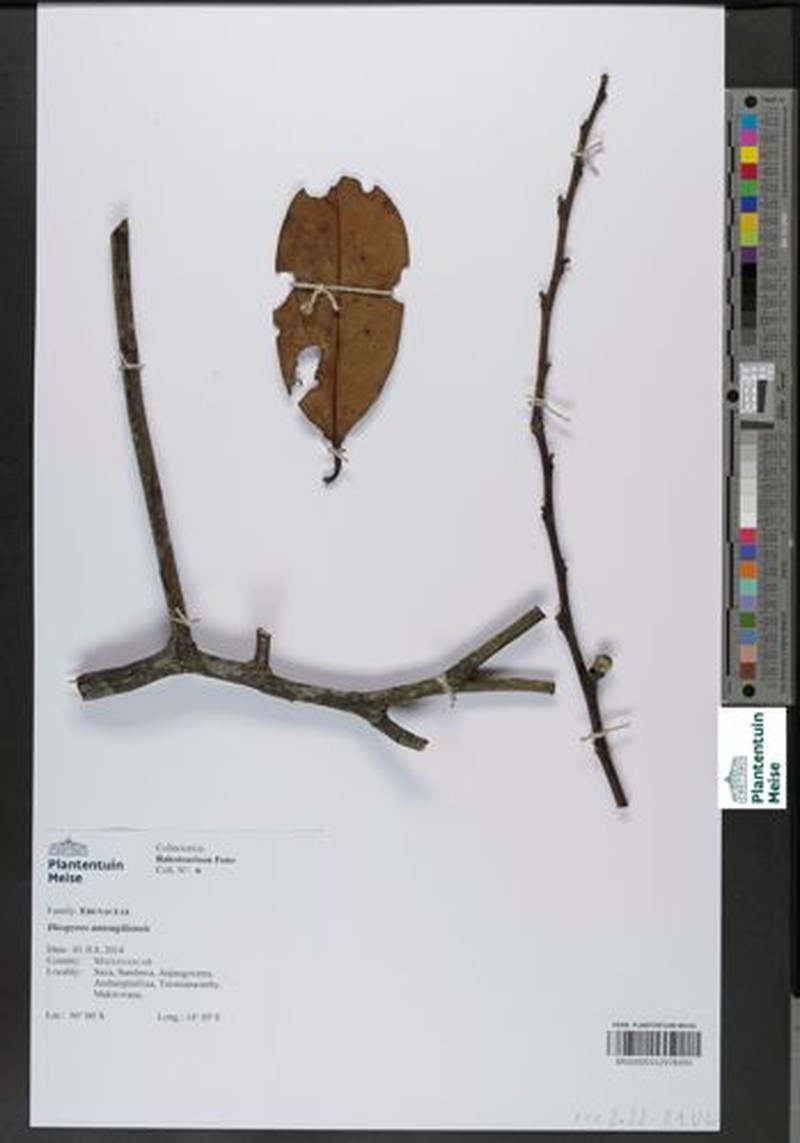 Diospyros antongilensis