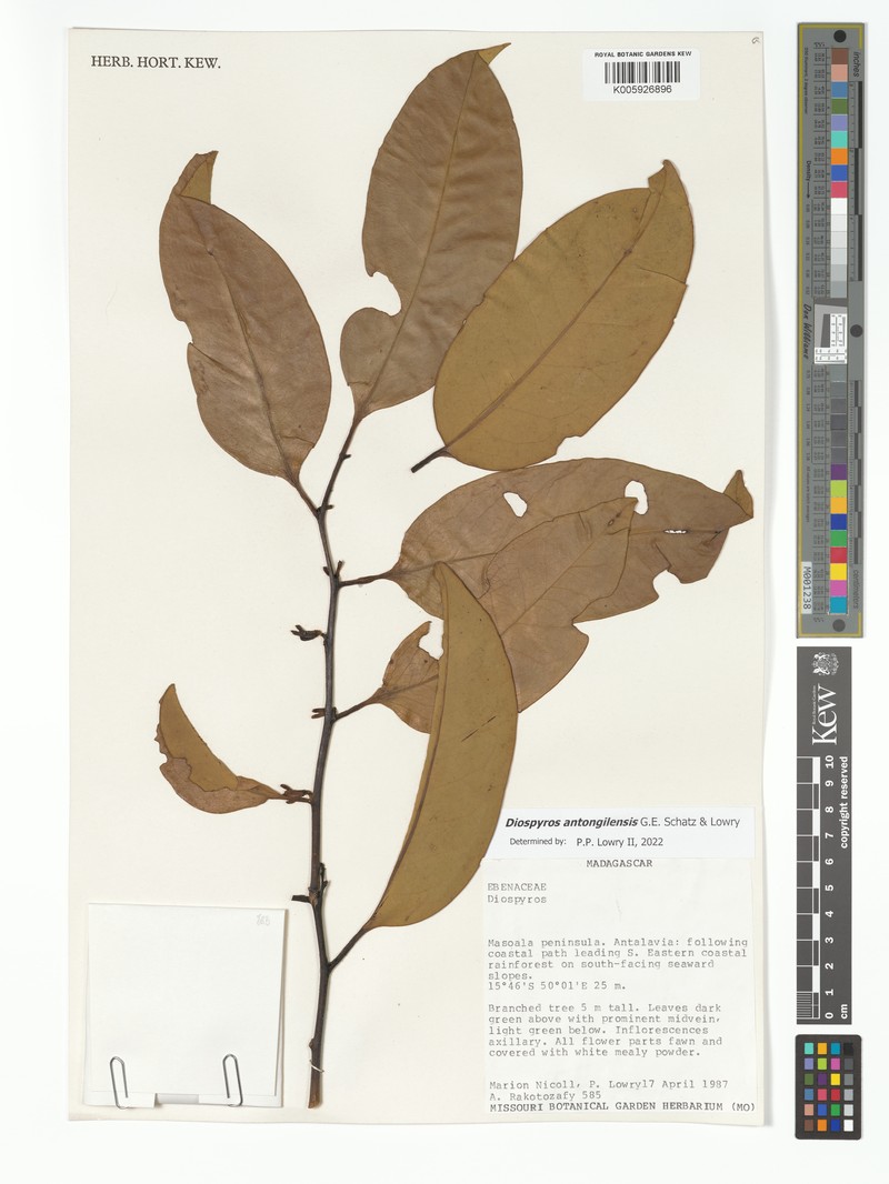 Diospyros antongilensis photo 2
