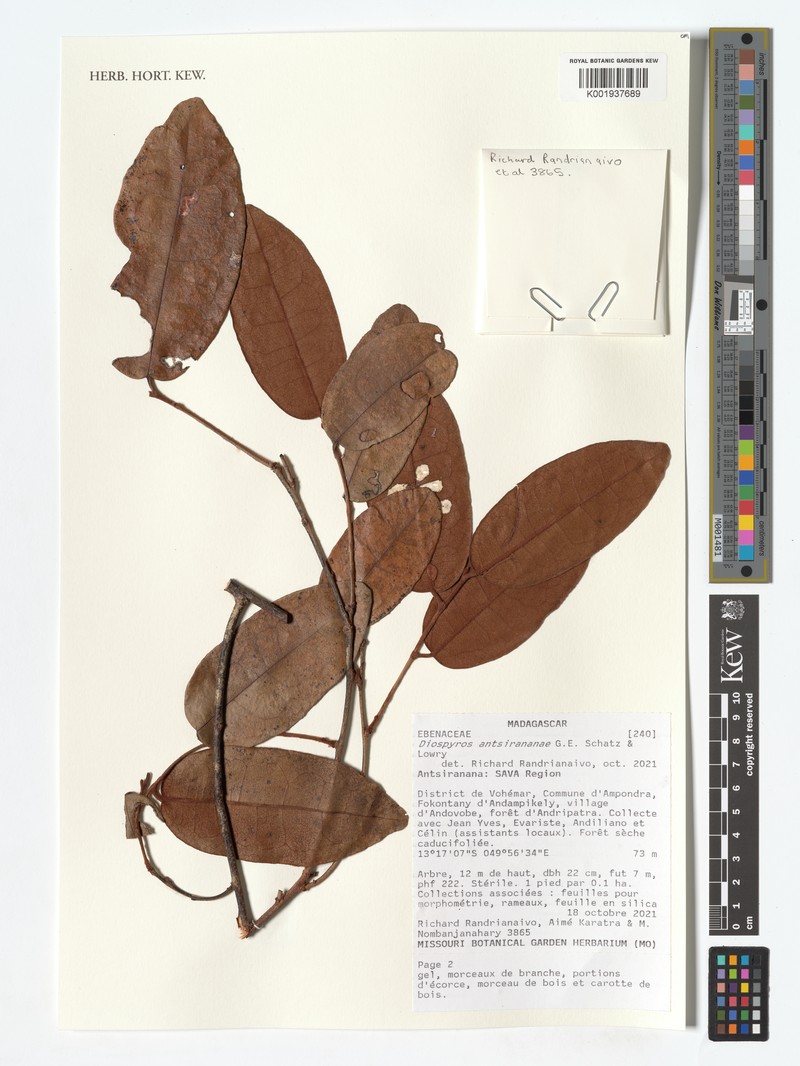 Diospyros antsirananae
