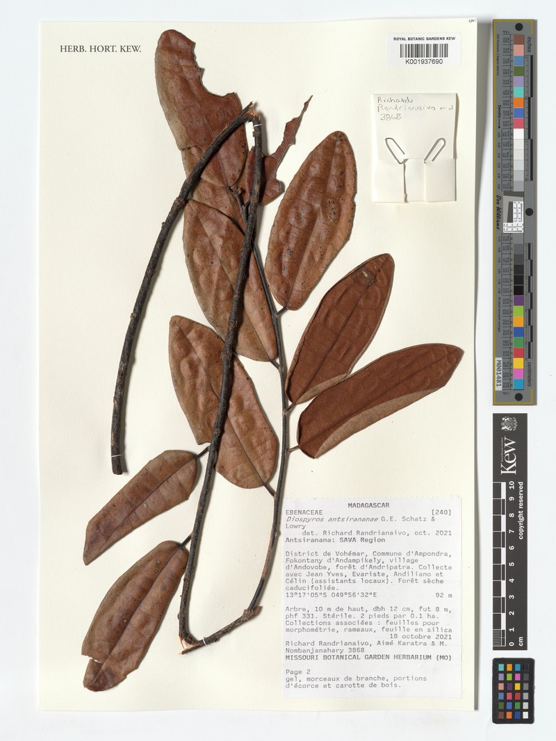Diospyros antsirananae photo 2