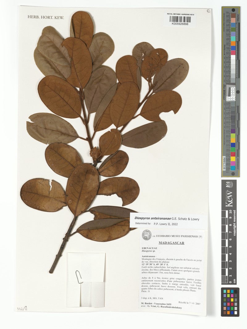 Diospyros antsirananae photo 3