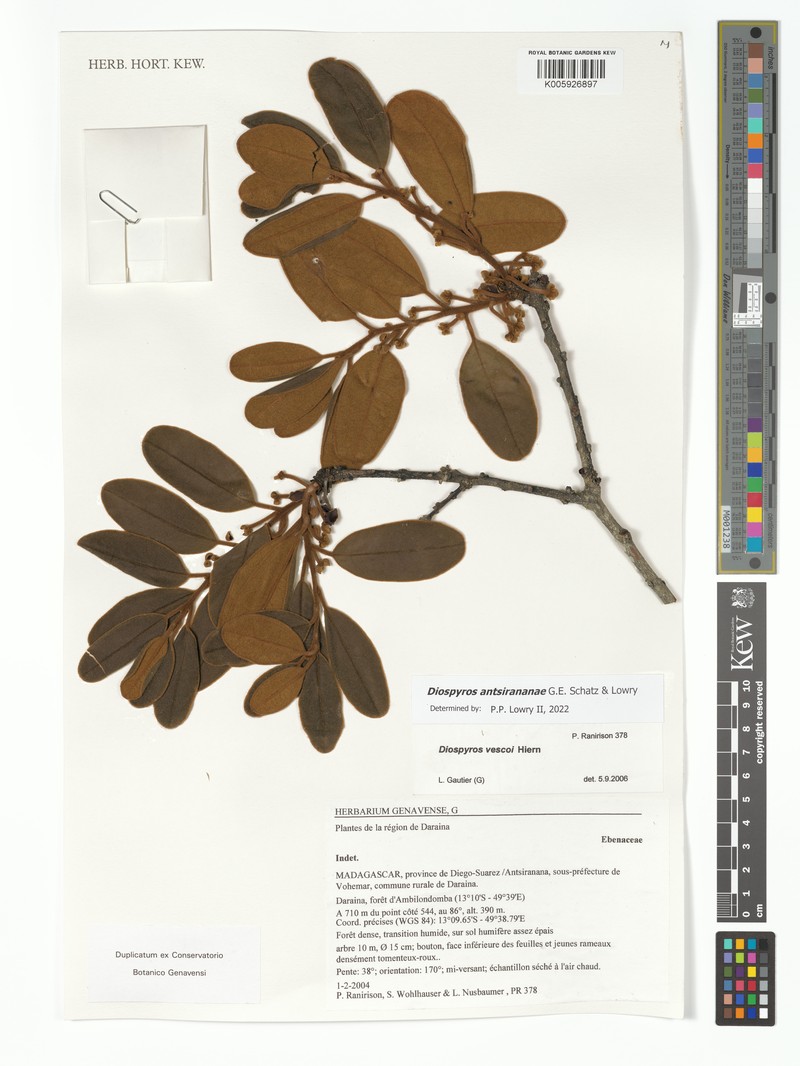 Diospyros antsirananae photo 4