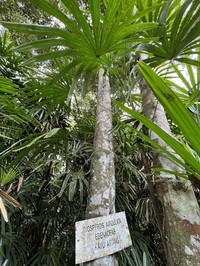 Diospyros apiculata