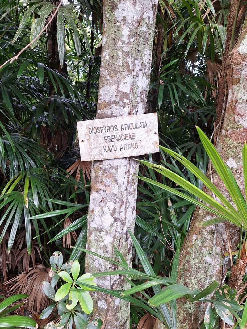 Diospyros apiculata photo 2