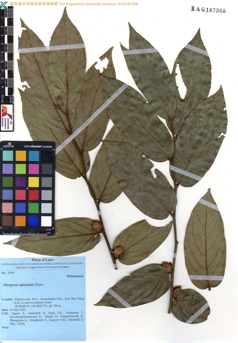 Diospyros apiculata photo 3