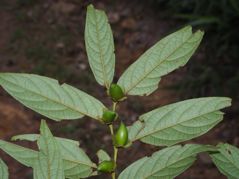 Diospyros apiculata photo 4
